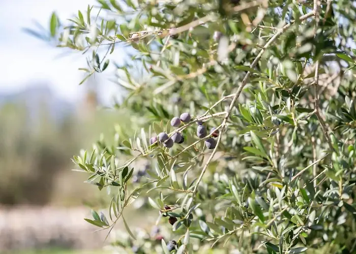 Poley Apartment Pollenca